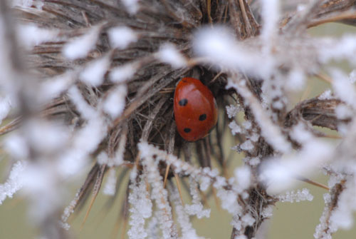 Coccinelle au frais