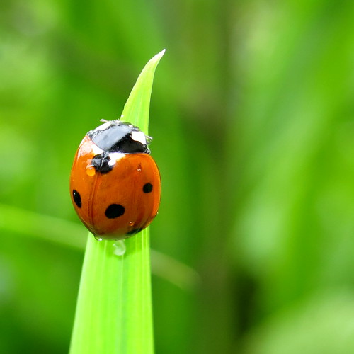 Coccinelle humide