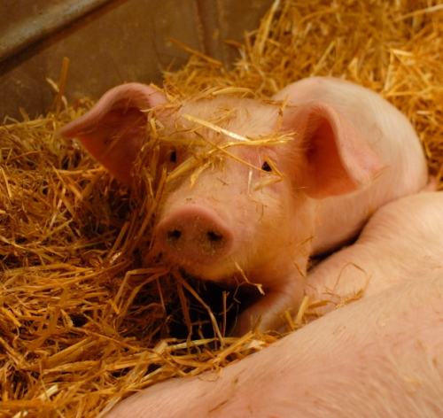 Petit cochon de lait pas laid.