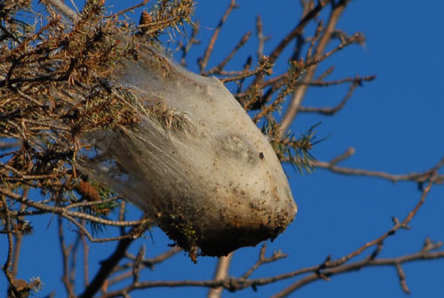 Ca peuple les arbres du coin au pied du Tanargue
