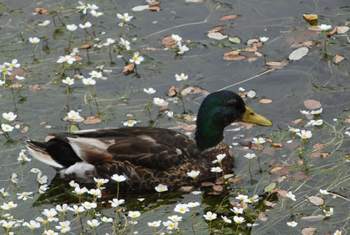Canard colvert