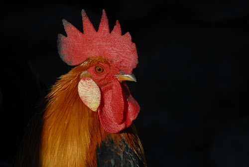 Petit coq ardèchois
