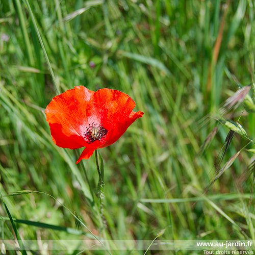 Coquelicot sauvage