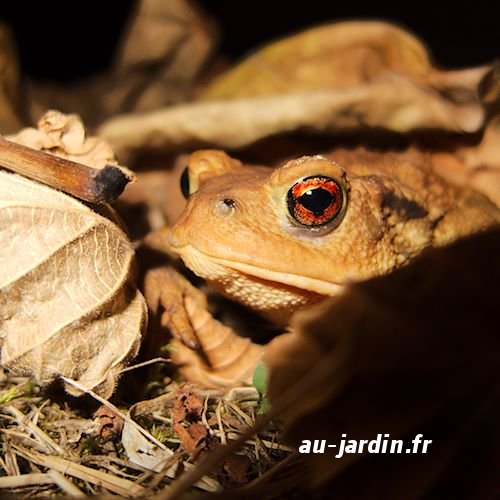Crapaud de camping