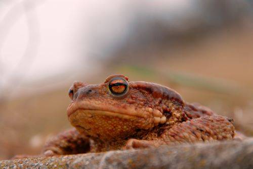 Crapaud de passage