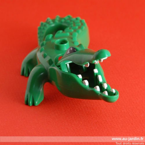 Le crocodile de Roméo