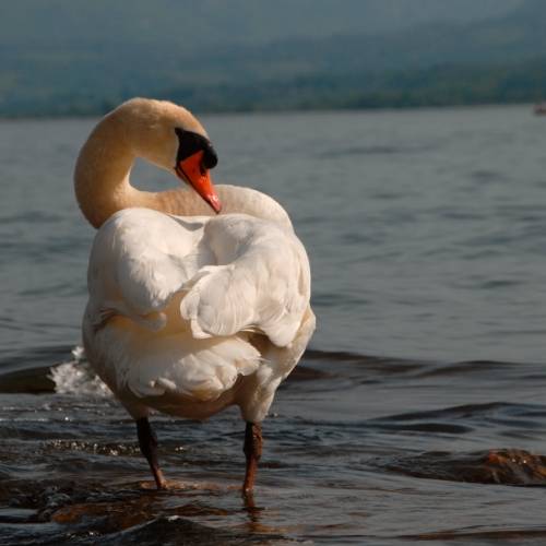 Cygne au Lac du Bourget