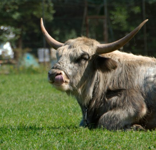 Vache de cirque