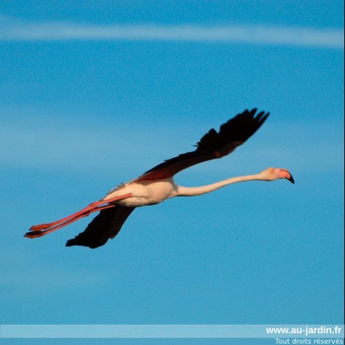 L'envol du Flamant rose