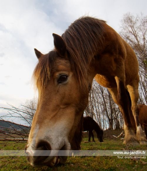 Le cheval de Don Quichotte