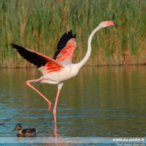 Flamant rose qui voit rouge