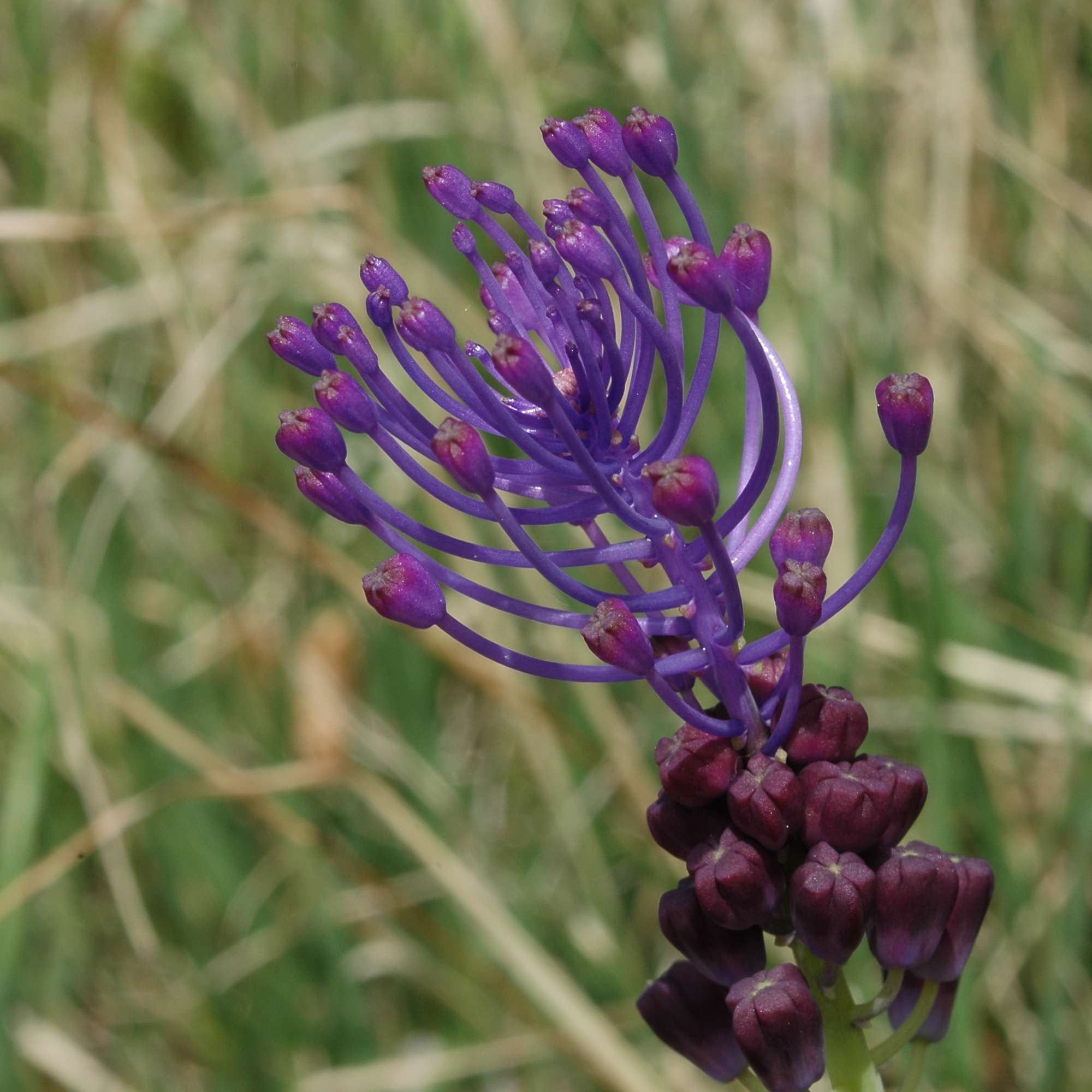 Fleur en bordure de Calanche