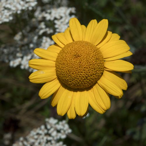 Fleur au pied de la maternité.