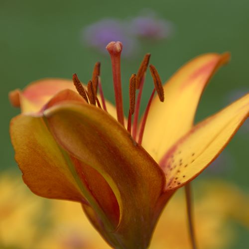 Fleur jaune tout simplement