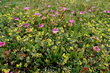 Le maquis corse en fleur