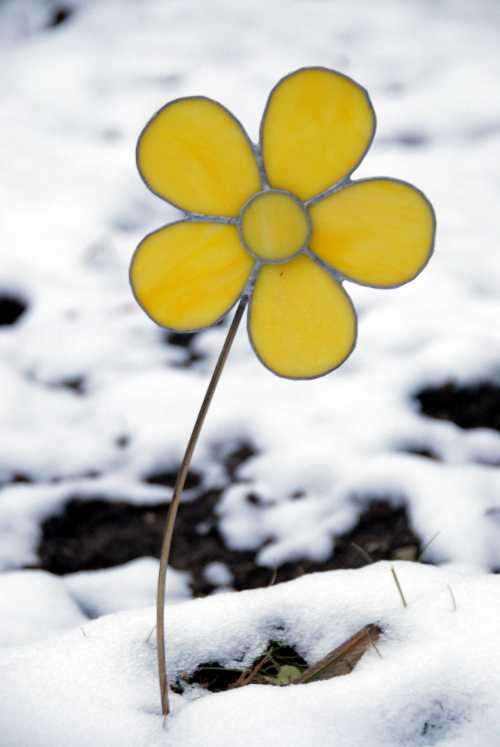 Fleur de jardin d'hiver