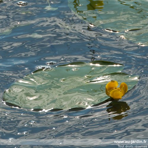 Fleur de nénuphar au lac d'Aiguebelette