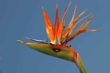 Oiseau de paradis