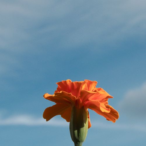 Fleur orange sur ciel bleu