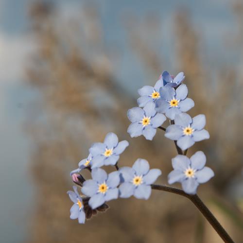 petite fleur de printemps sur fond de platane