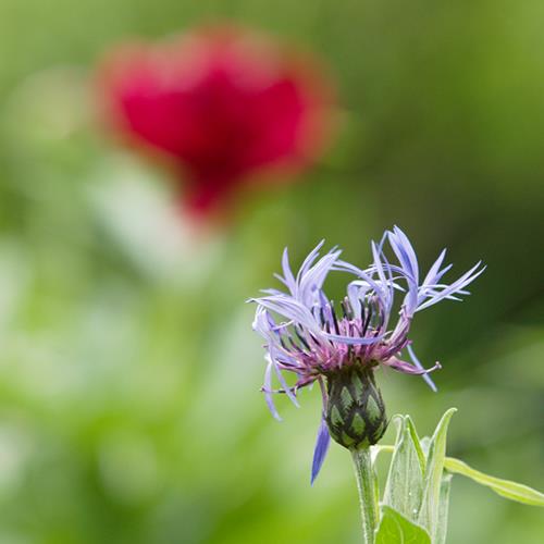 Fleur sur fond de pivoine