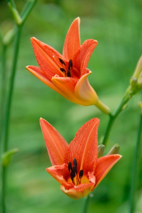 Fleur de Lys