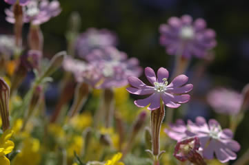 Jaunes et violets, rien de sanguinaire.