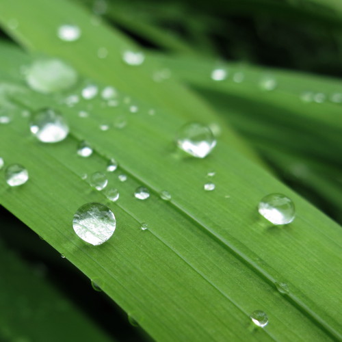 Gouttes d'eau