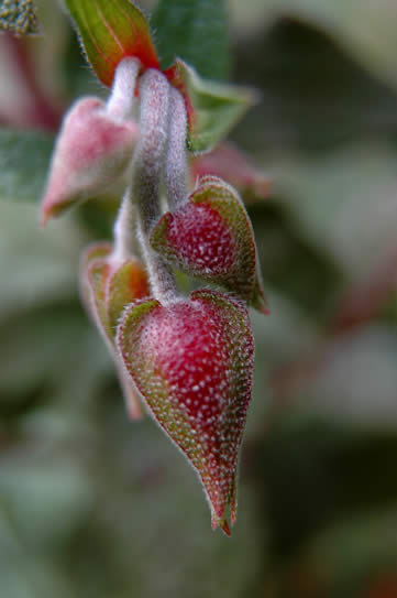 jolies bourgeons