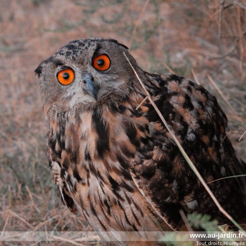 Hibou Grand Duc blessé mais vivant.