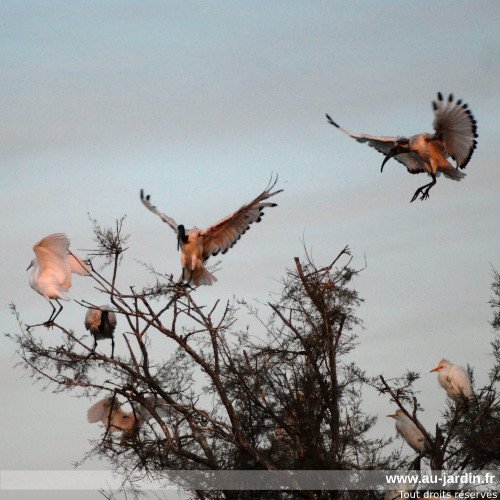 Le vol de l'ibis