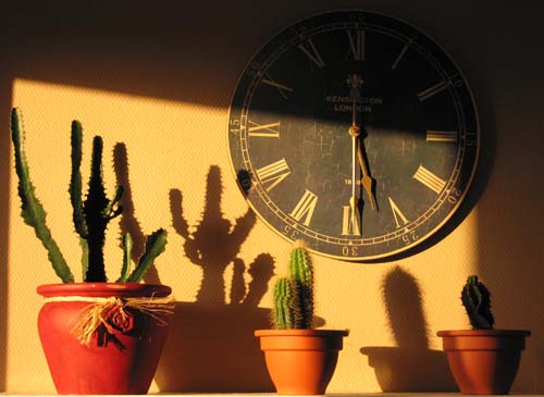 Hausse des temperatures la preuve par le cactus