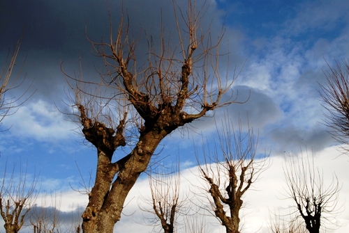 Jardin public auvergnat