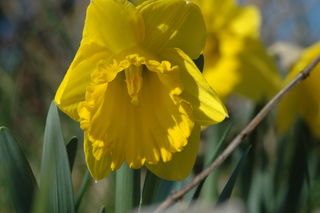 Les jonquilles sont dehors