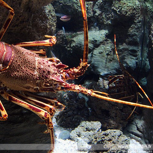 Langouste parisienne