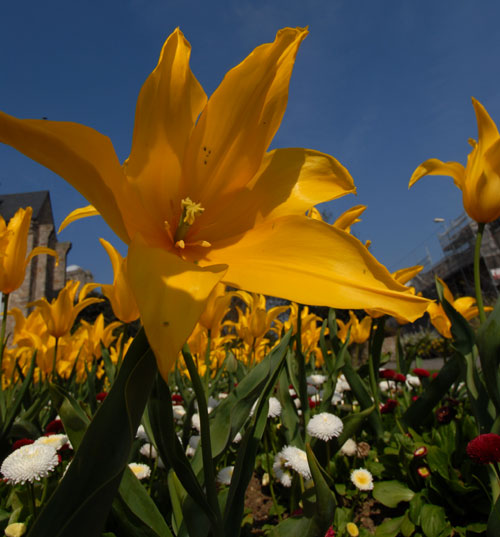 les fleurs du Mans dans la Sartre