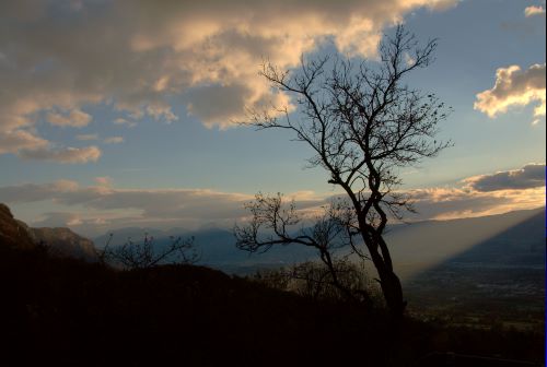 Arbre des Bauges