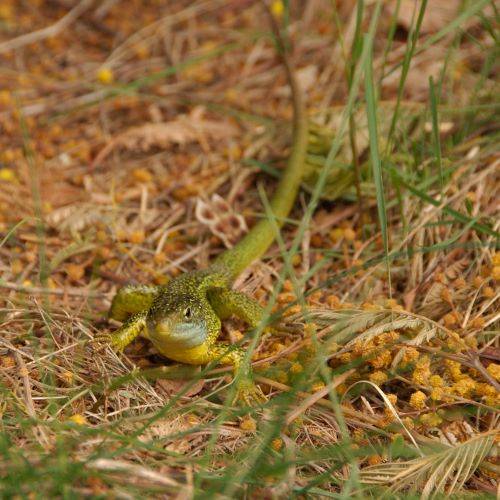 Lézard vert s'informant de la météo...