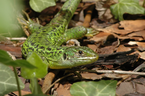 Le retour du lézard vert