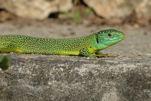 Lezard vert se prélassant