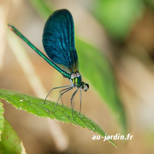 Libellule bleue