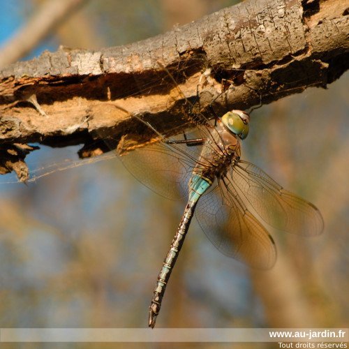 Libellule sur branche