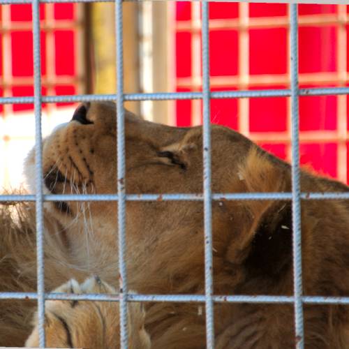 Lion dort