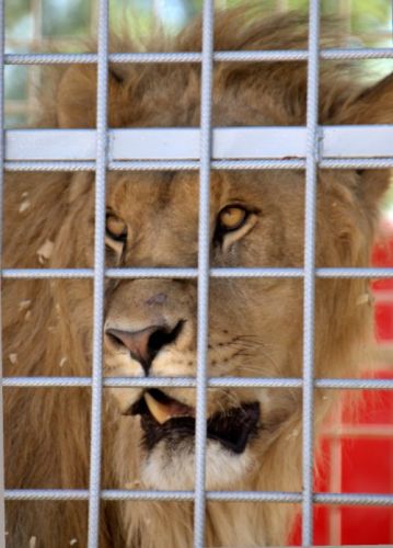 Lion en cage
