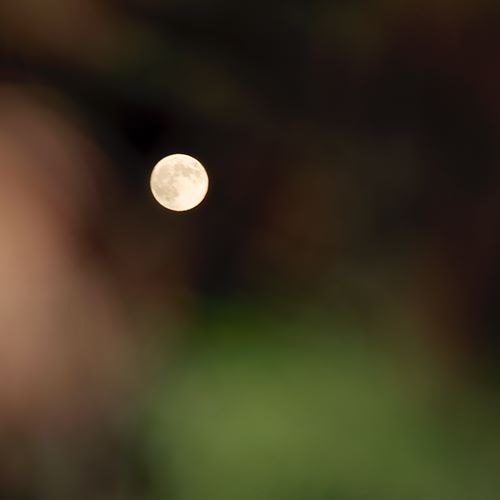 Pleine lune derrière des arbres