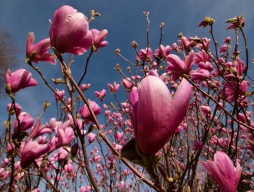 Magnolias en fleur au Parc Jouvet à Valence