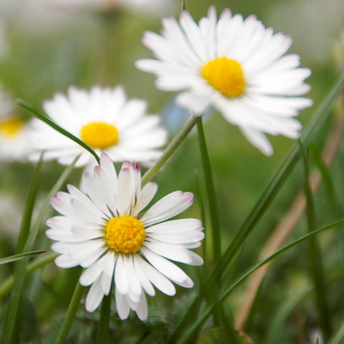 Marguerite de printemps