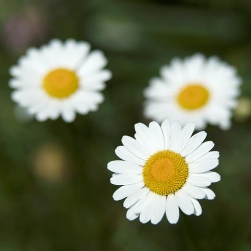 Trio de marguerites