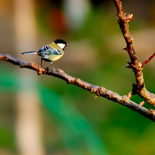 Featured blog image