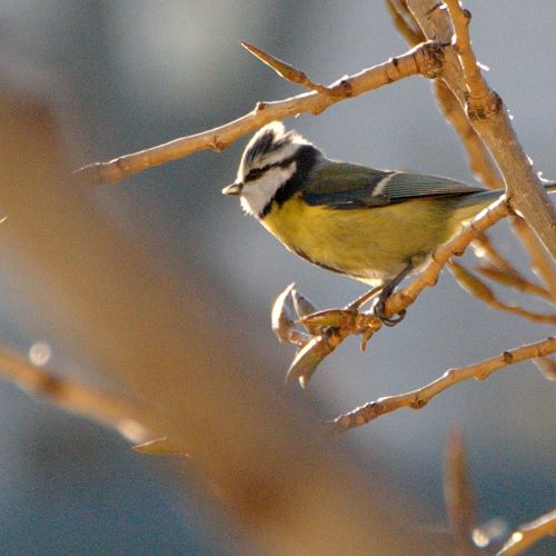 Mésange du quai des orfêvres